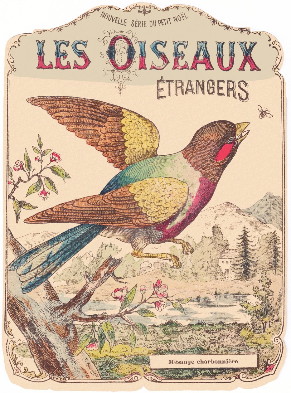 Les Oiseaux Étrangers: albumomslag. Charbonnière mesange, slutningen af det 19. århundrede (tryk) af French School