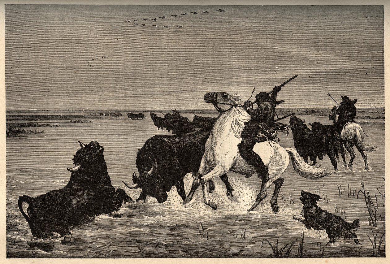 Okserne (kvægracen) af camargue efter maleriet af vayson- gravering i "" PATRIE" - gravering i "" PATILE"" - BESKRIVELSE PINTUREQUIRESSE DE LA FRANCE I 6 BIND AF LUCIEN HUARD - slutningen af ​​1800-tallet af French School