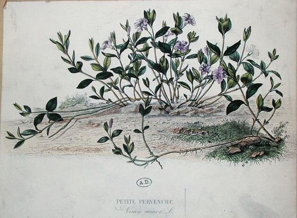 Lille Periwinkle eller Vinca minor (farvet gravering) af French School