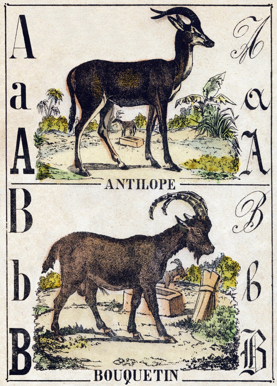 Bogstav A Antilope; B Ibex. Indgravering i "" Alphabet des animaux sauvages "". 9. serie. Billede af Epinal, Pellerin, trykkeri-udgiver, ca. 1870. Graveringer på træ, stencileret. 16 sider. Mål: 20 x 15 cm. Privat samling af French School