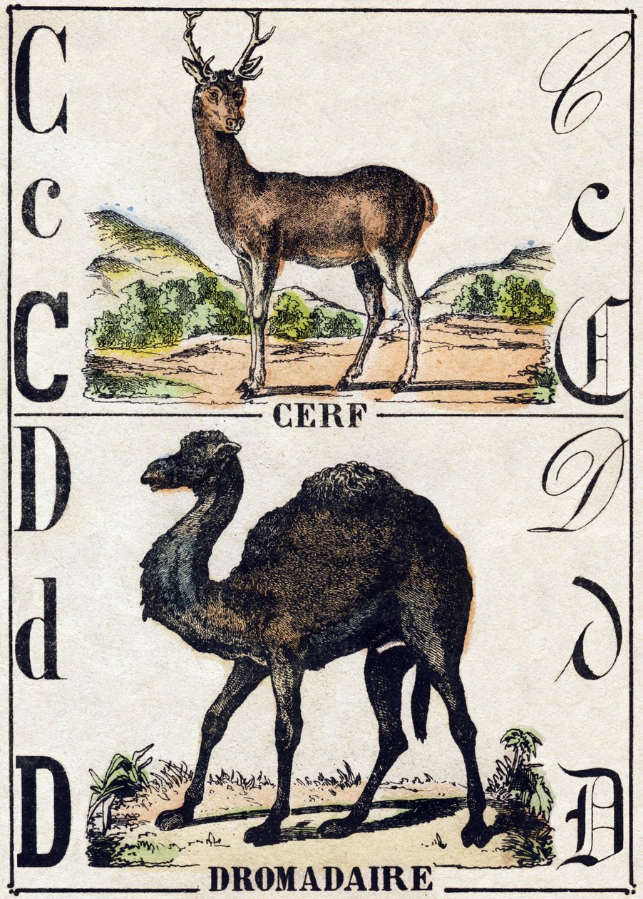 Bogstav C Hjorte; D Dromedar. Indgravering i "" Alphabet des animaux sauvages "". 9. serie. Billede af Epinal, Pellerin, trykkeri-udgiver, ca. 1870. Graveringer på træ, stencileret. 16 sider. Mål: 20 x 15 cm. Privat samling af French School