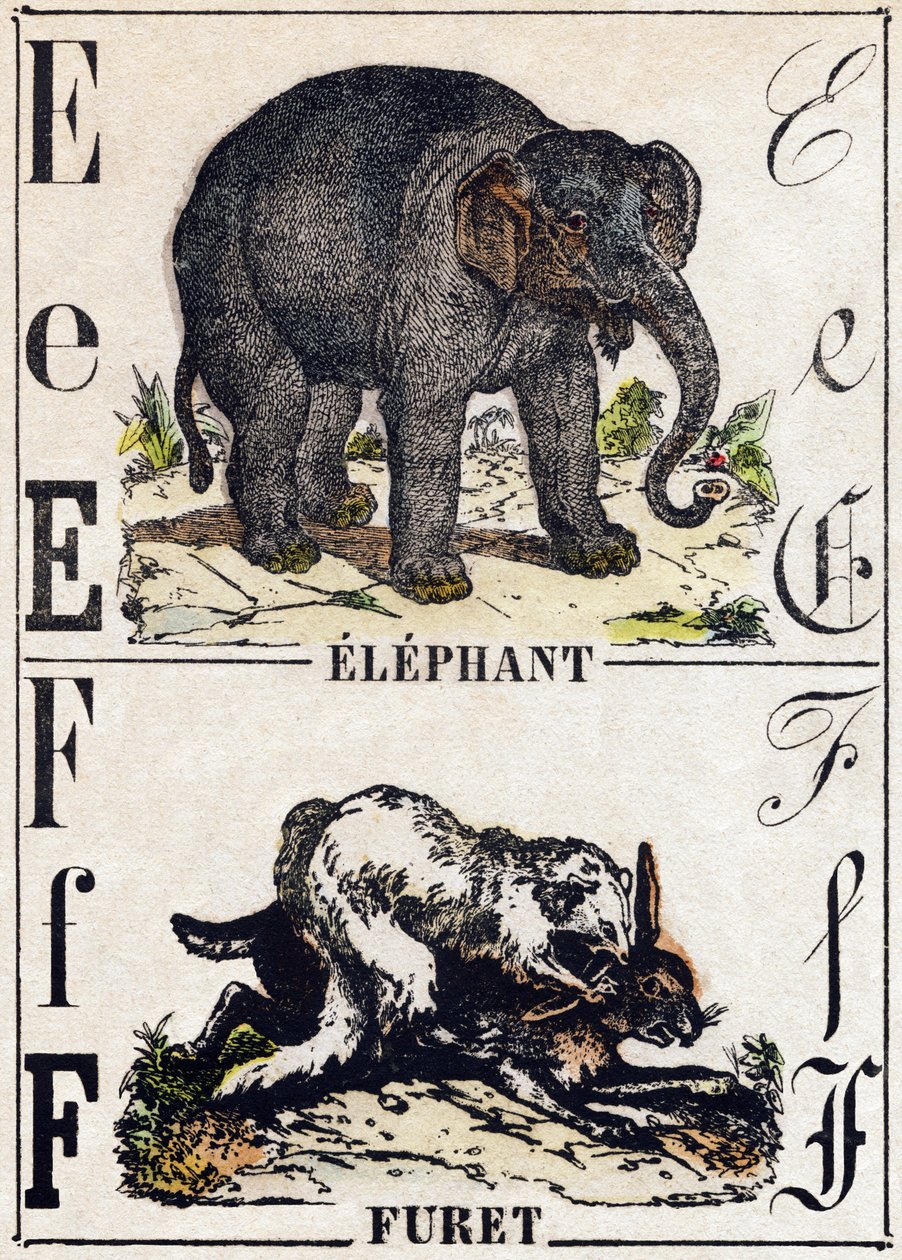 Bogstav E Elefant; F Ilder. Indgravering i "" Alphabet des animaux sauvages "". 9. serie. Billede af Epinal, Pellerin, trykkeri-udgiver, ca. 1870. Graveringer på træ, stencileret. 16 sider. Mål: 20 x 15 cm. Privat samling af French School