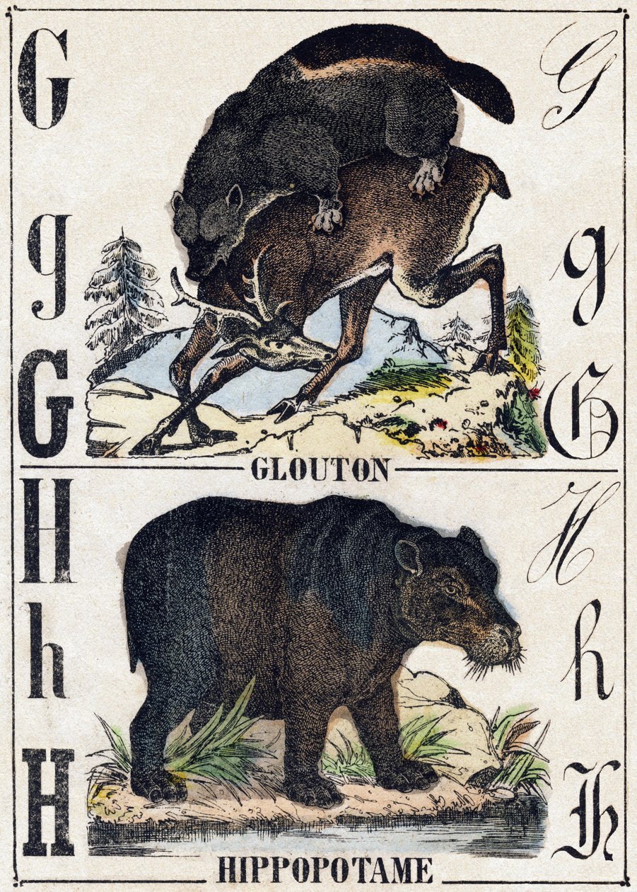 Bogstav G Glutton; H Flodhest. Indgravering i "" Alphabet des animaux sauvages "". 9. serie. Billede af Epinal, Pellerin, trykkeri-udgiver, ca. 1870. Graveringer på træ, stencileret. 16 sider. Mål: 20 x 15 cm. Privat samling af French School