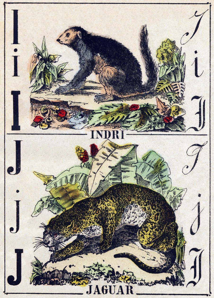 Bogstav I Indri (Lemurien); J Jaguar. Indgravering i "" Alphabet des animaux sauvages "". 9. serie. Billede af Epinal, Pellerin, trykkeri-udgiver, ca. 1870. Graveringer på træ, stencileret. 16 sider. Mål: 20 x 15 cm. Privat samling af French School