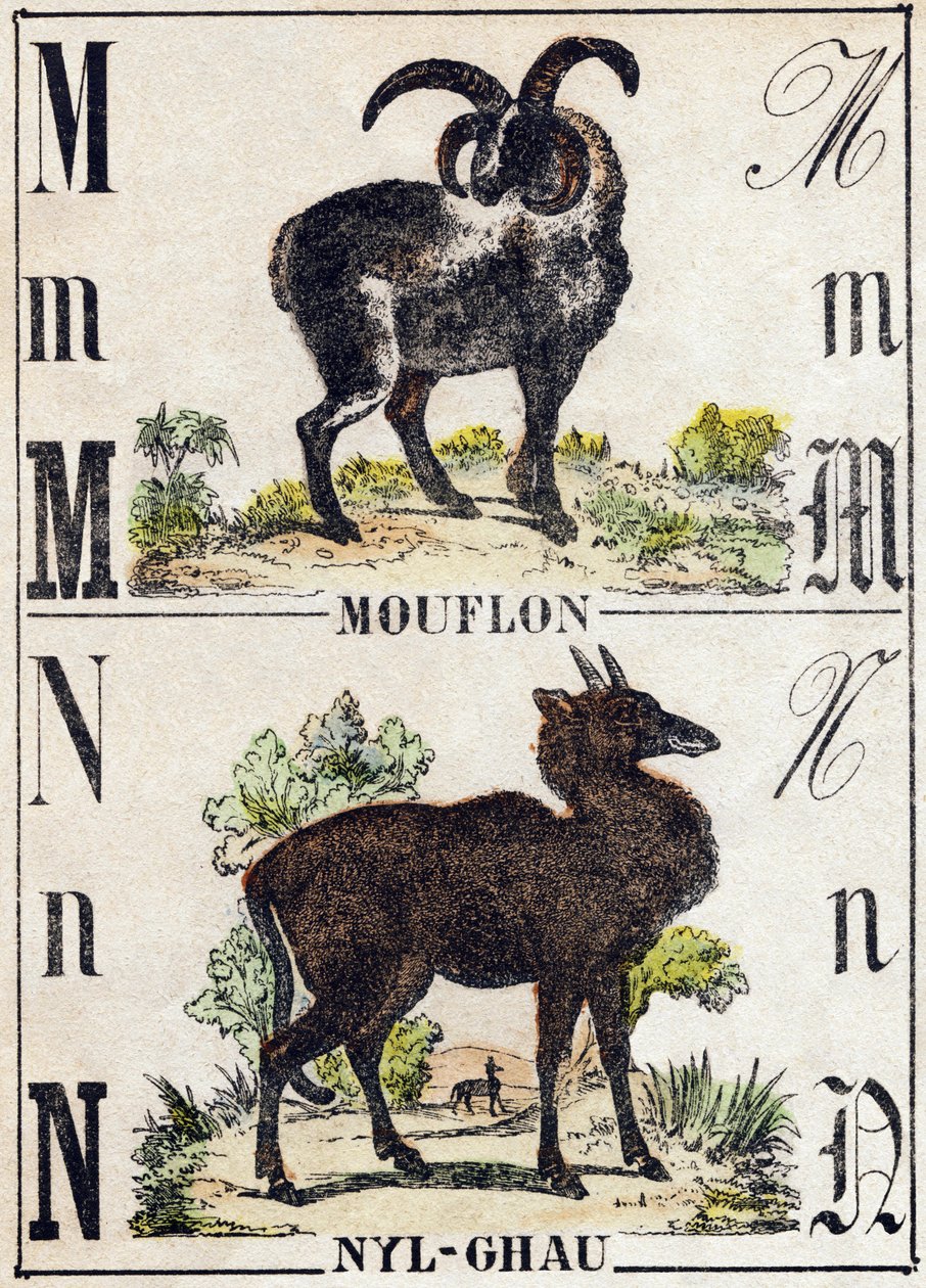 Bogstav M Mouflon; N Nyl-ghau (Nyl-ghau). Indgravering i "Wild Animals Alphabet". 9. serie. Billeder af Epinal, Pellerin, trykkeri-udgiver, ca. 1870. Graveringer på træ, stencileret. 16 sider. Størrelse: 20 x 15 cm. Privat samling af French School