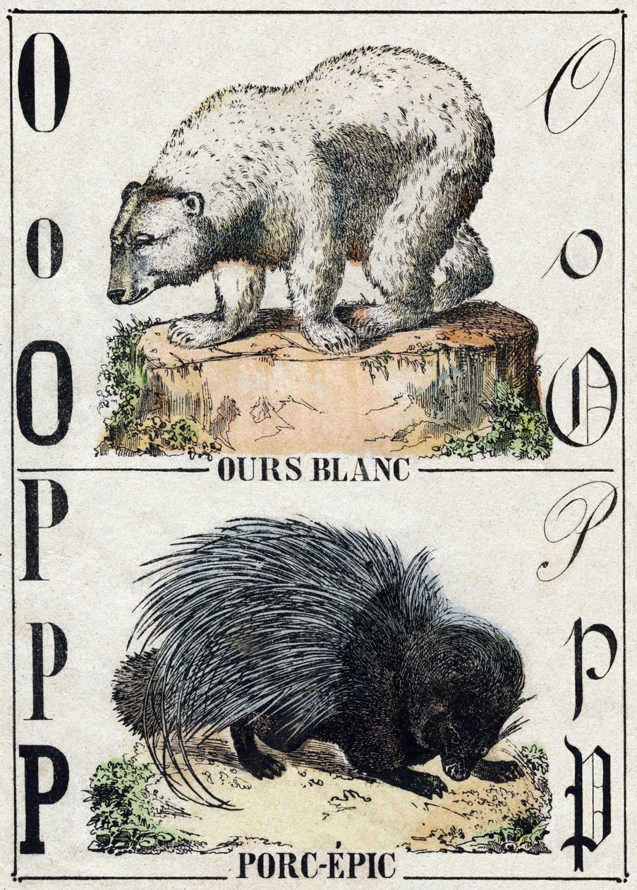 Bogstav O Bjørn; P Svine-epos (Svine-epos). Indgravering i "" Alphabet des animaux sauvages "". 9. serie. Billede af Epinal, Pellerin, trykkeri-udgiver, ca. 1870. Graveringer på træ, stencileret. 16 sider. Mål: 20 x 15 cm. Privat samling af French School