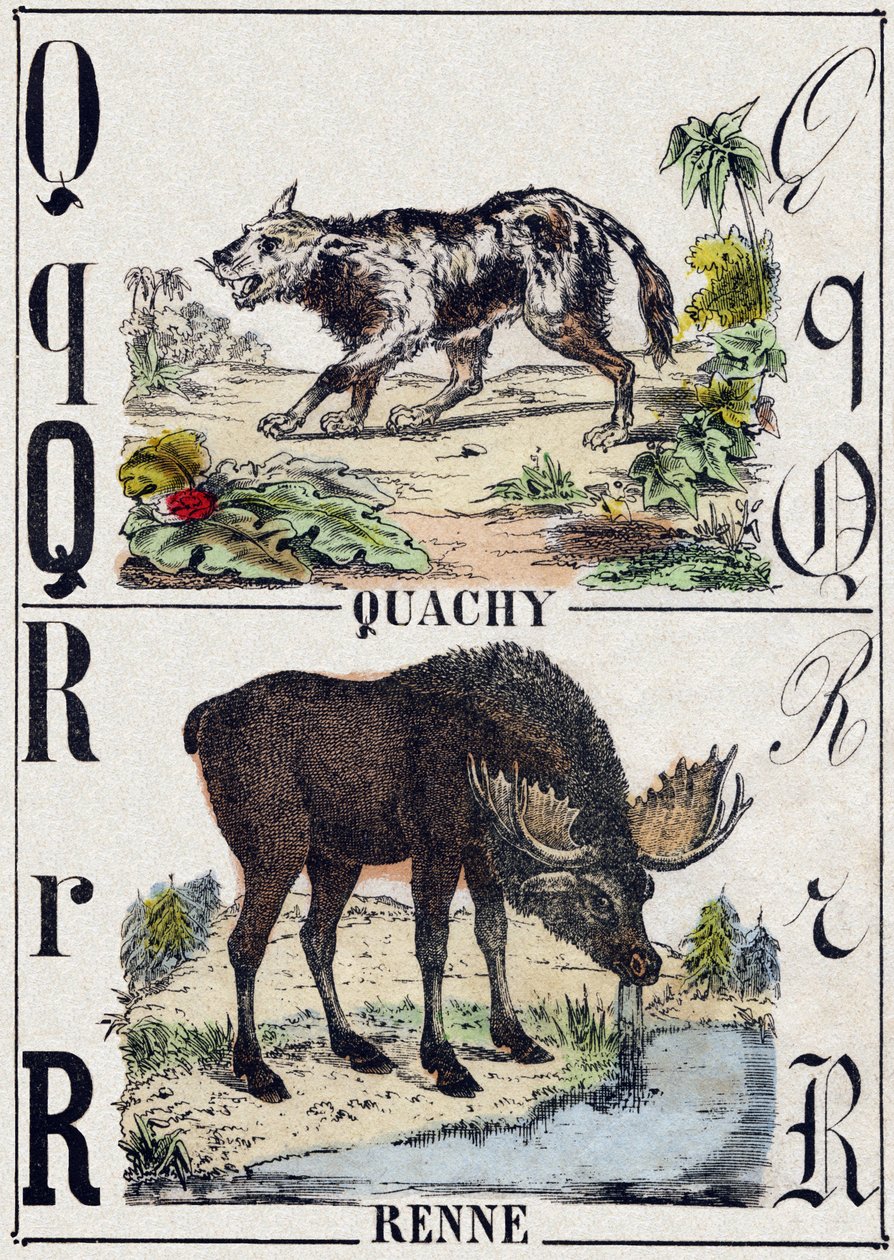 Bogstav Q Quachy (sydamerikansk løvehund); R Rensdyr. Indgravering i "" Alphabet des animaux sauvages "". 9. serie. Billede af Epinal, Pellerin, trykkeri-udgiver, ca. 1870. Graveringer på træ, stencileret. 16 sider. Mål: 20 x 15 cm. Privat samling af French School