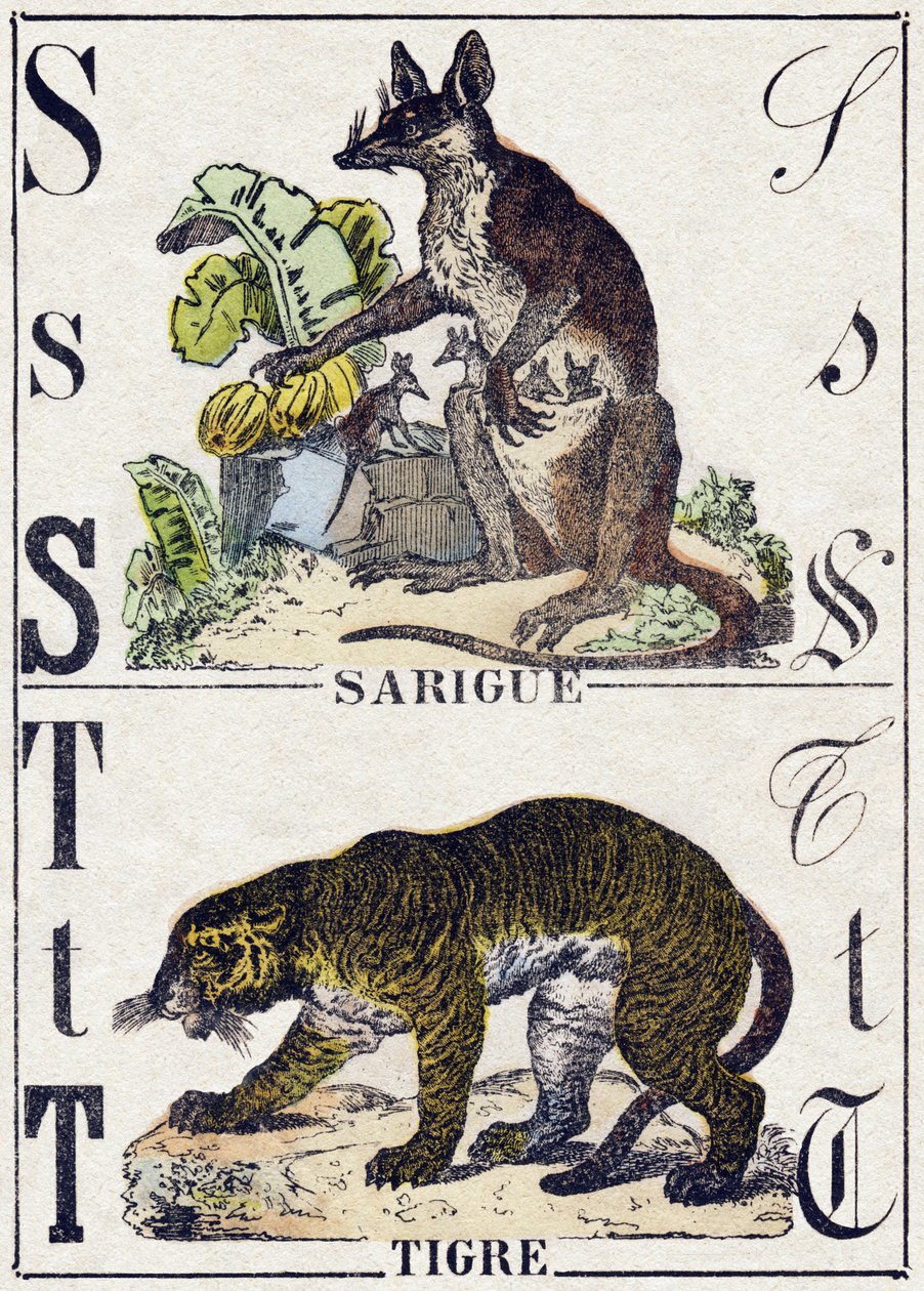Bogstav S Sarigue (Opossum); Tiger. Indgravering i "" Alphabet des animaux sauvages "". 9. serie. Billede af Epinal, Pellerin, trykkeri-udgiver, ca. 1870. Graveringer på træ, stencileret. 16 sider. Mål: 20 x 15 cm. Privat samling af French School