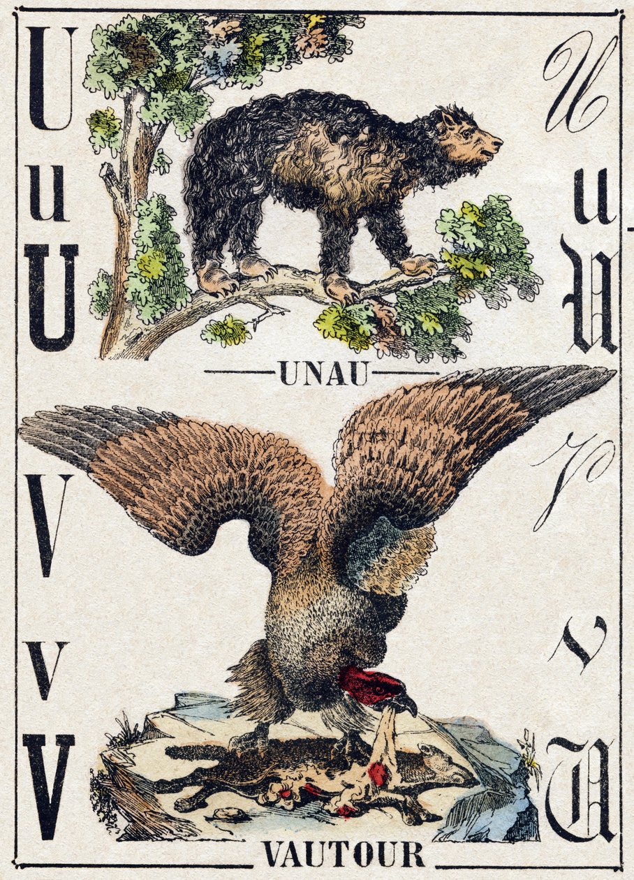 Bogstav U Unau (doven); V Grib. Indgravering i "" Alphabet des animaux sauvages "". 9. serie. Billede af Epinal, Pellerin, trykkeri-udgiver, ca. 1870. Graveringer på træ, stencileret. 16 sider. Mål: 20 x 15 cm. Privat samling af French School