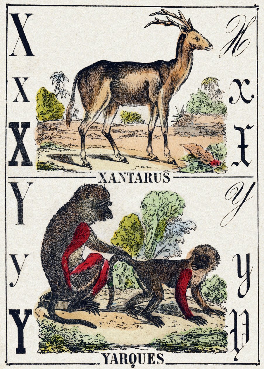 Bogstav X Xantarus; Y Yarques. Indgravering i "Wild Animals Alphabet". 9. serie. Billeder af Epinal, Pellerin, trykkeri-udgiver, ca. 1870. Graveringer på træ, stencileret. 16 sider. Størrelse: 20 x 15 cm. Privat samling af French School