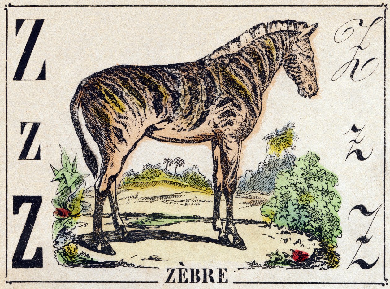 Bogstav Z Zebra. Indgravering i "Wild Animals Alphabet". 9. serie. Billeder af Epinal, Pellerin, trykkeri-udgiver, ca. 1870. Graveringer på træ, stencileret. 16 sider. Størrelse: 20 x 15 cm. Privat samling af French School