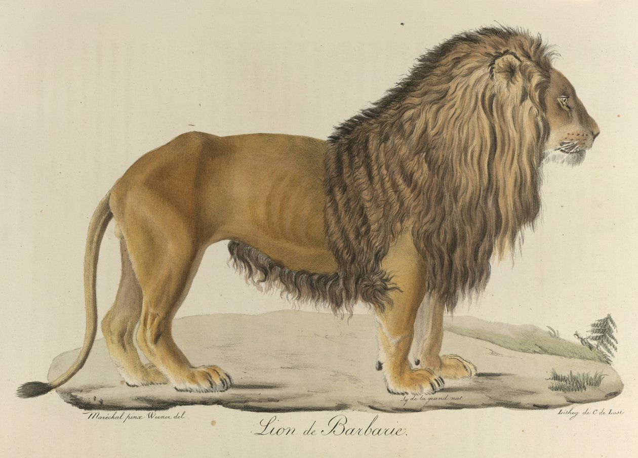Barbary løve. En barbarisk løve, fra 