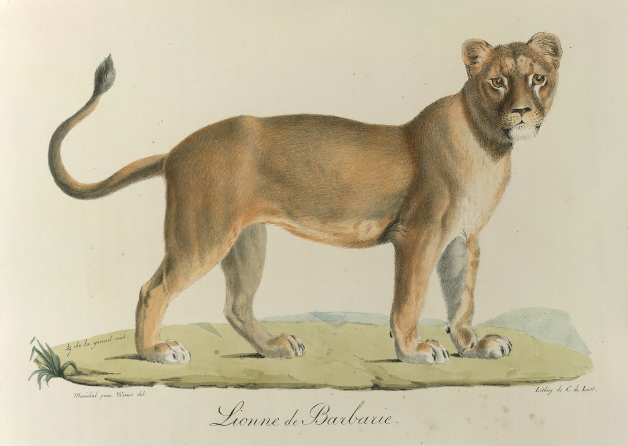 Barbary Lionee. En Barbary løvinde, fra 
