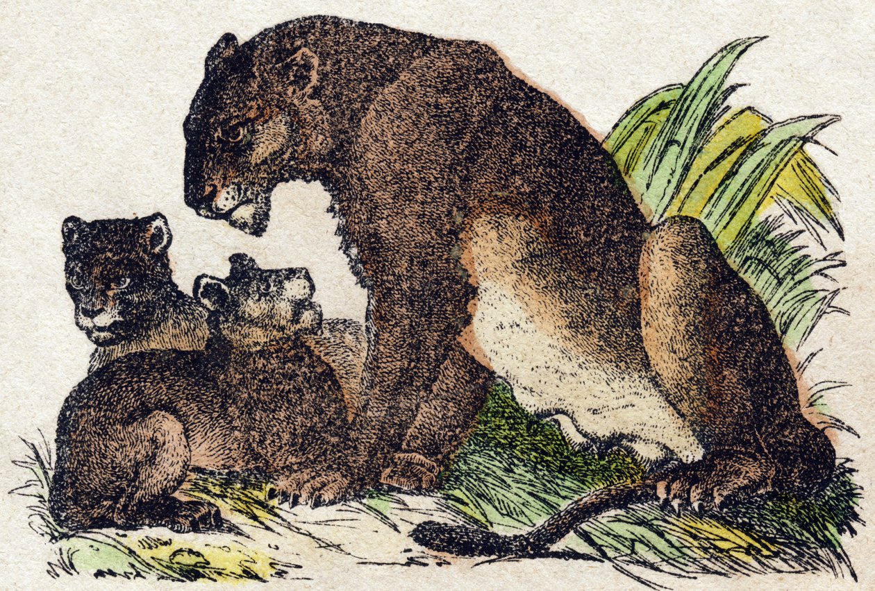 Løvinde. Indgravering i "" Alphabet des animaux sauvages "". 9. serie. Billede af Epinal, Pellerin, trykkeri-udgiver, ca. 1870. Graveringer på træ, stencileret. 16 sider. Mål: 20 x 15 cm. Privat samling af French School