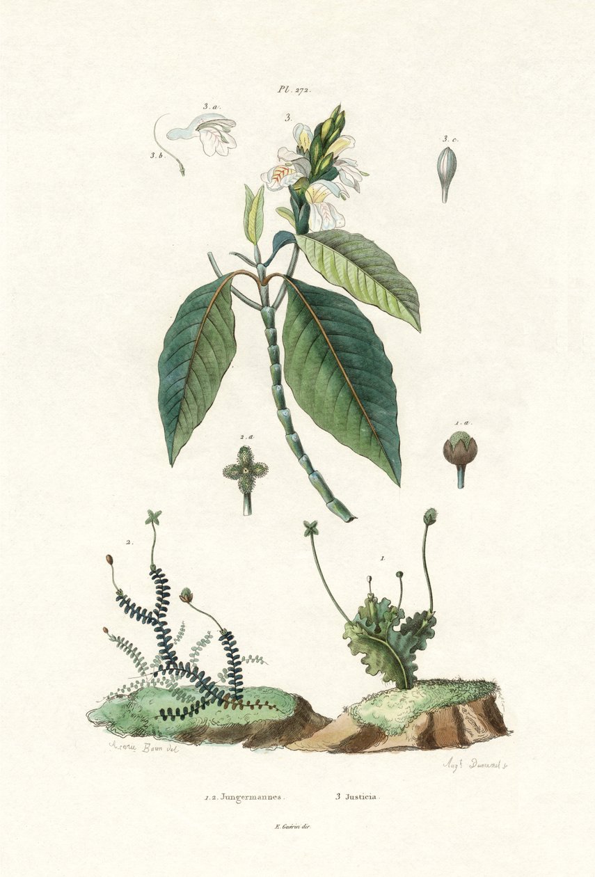 Leverurt, 1833-39 af French School