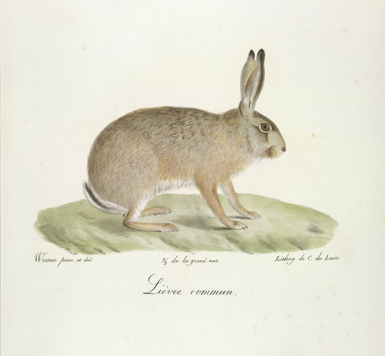 Almindelig Hare, Almindelig Hare, fra Natural History of Pattedyr (farve litho) af French School