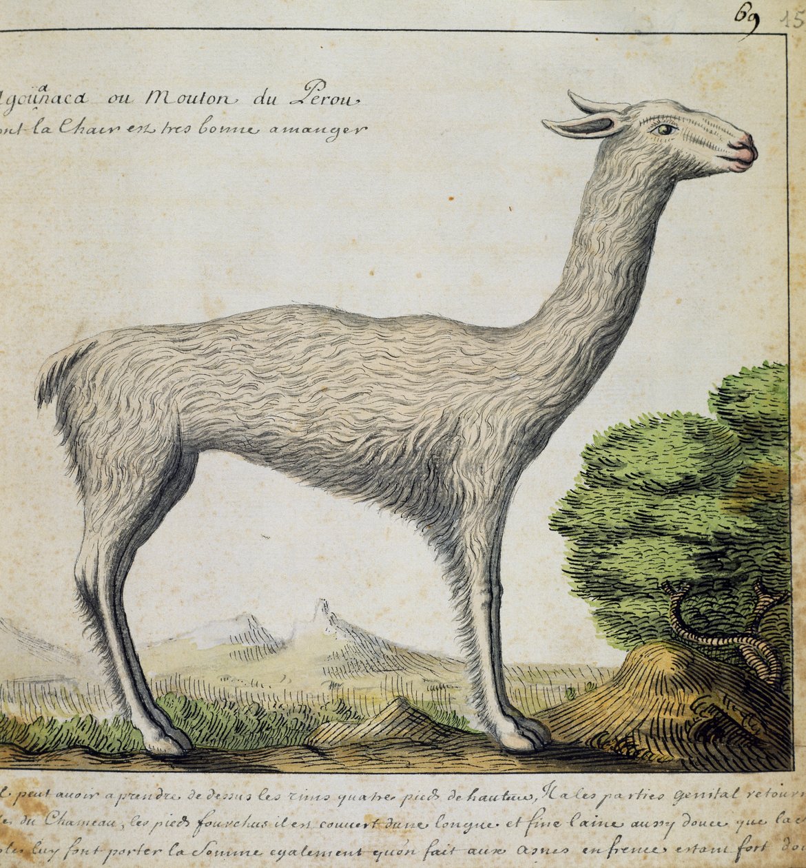 Lama, Peru, akvarel fra logbog af Jacques Gouin de Beauchesne (1652-1730), kaptajn på Compagnie royale de la Mer du Sud, fra 1698 til 1701, Frankrig af French School