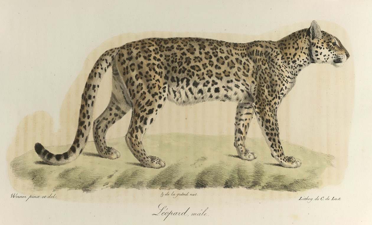 Leopard, han. En hanleopard fra 
