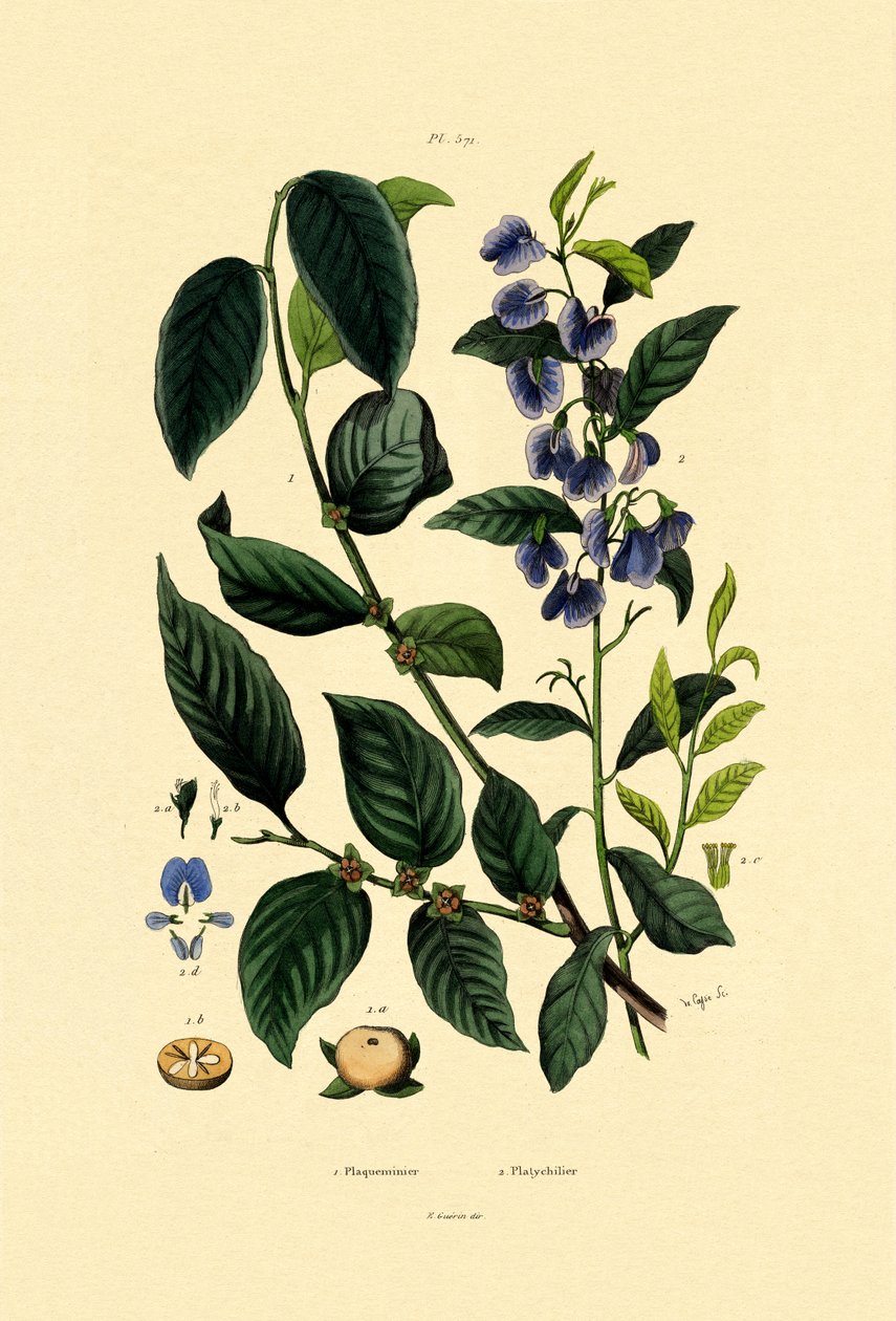 Lotus Plum, 1833-39 af French School