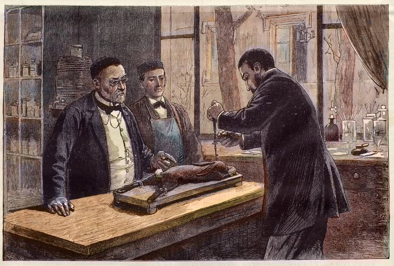 Louis Pasteur (1822-1895), fransk kemiker og mikrobiolog, der eksperimenterer på en chloroformet kanin under sin søgen efter en kur mod rabies. af French School