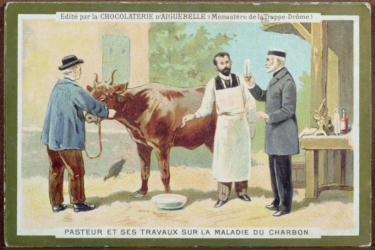 Louis Pasteur (1822-95) undersøger miltbrand, reklamekort fra Chocolaterie dAiguebelle af French School