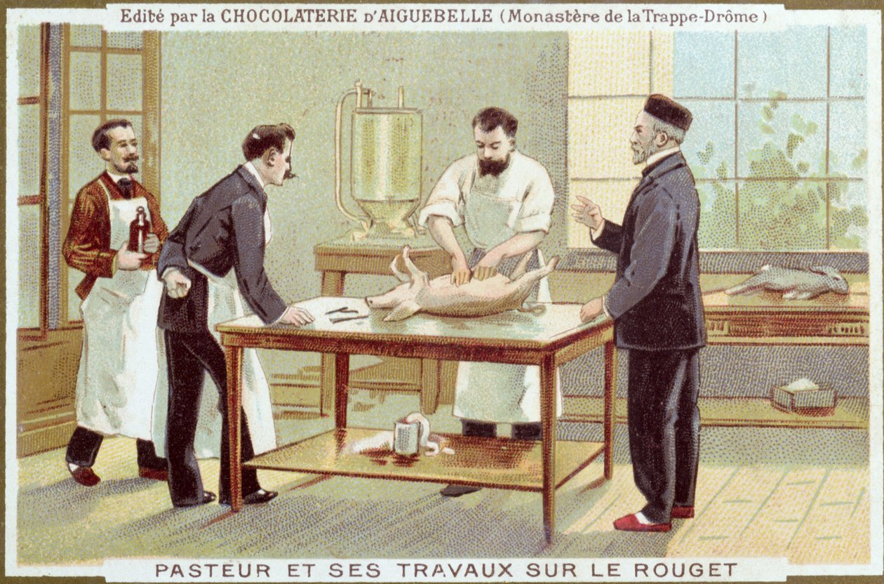 Louis Pasteur (1822-95) arbejder på undersøgelse af mæslinger, reklamekort for Chocolaterie dAiguebelle af French School