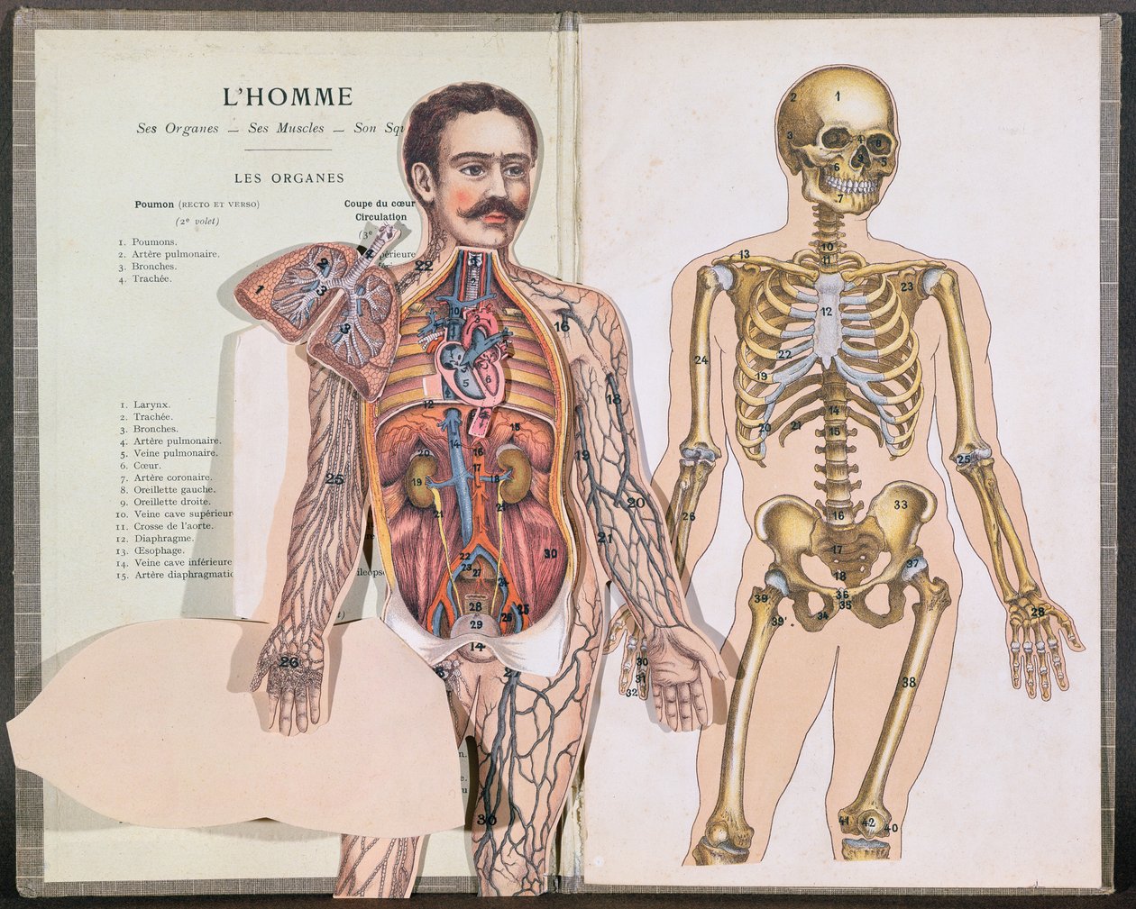 Mennesket, hans organer, hans muskler og hans skelet, fra Anatomie Elementaire af Dr. Lelievre af French School