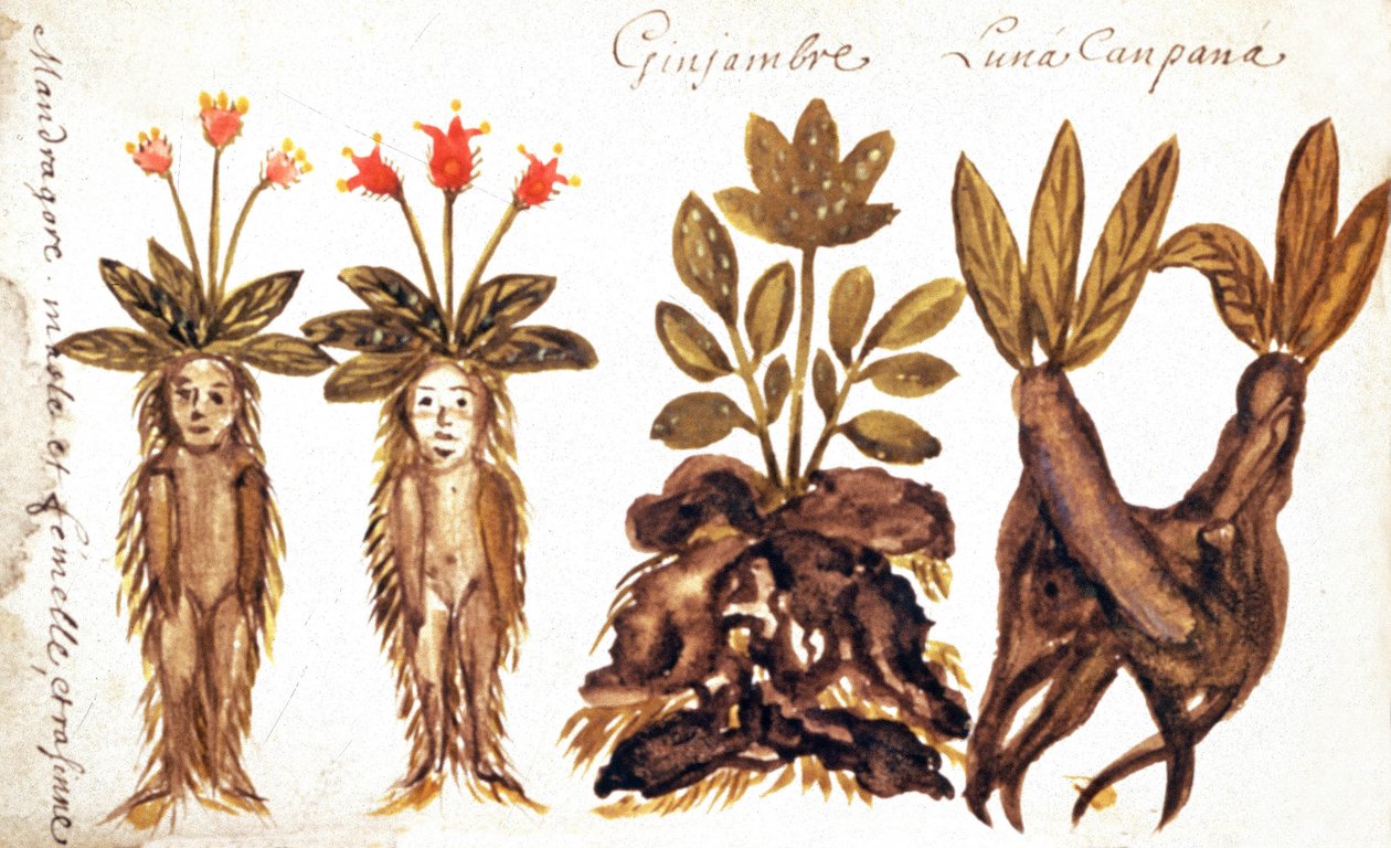 Mandrake, ingefær, Luna Campana af French School