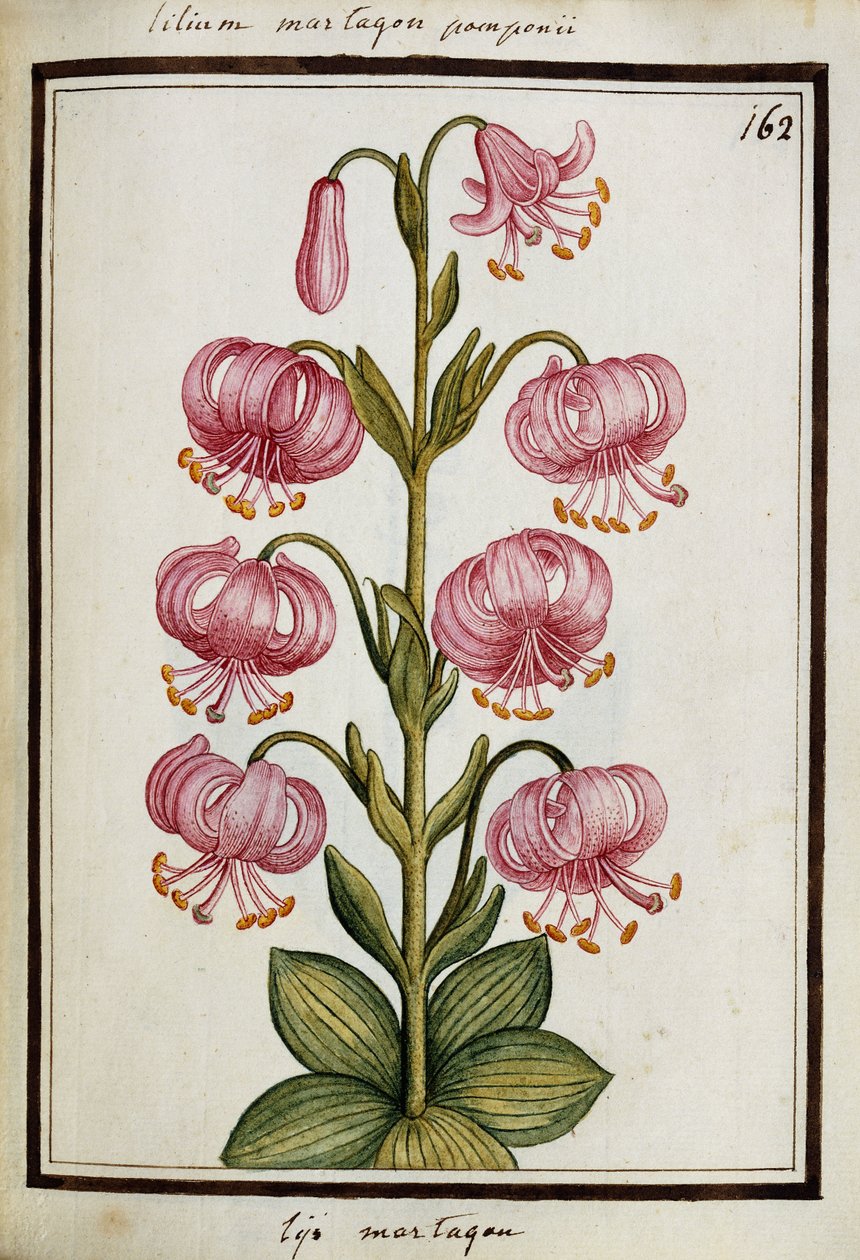 Martagon Lily, c.1700dani af French School
