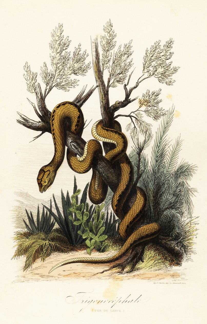 Martinique hugorm, Bothrops lanceolatus af French School