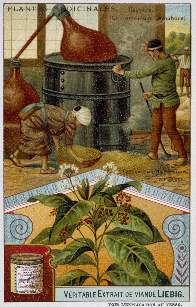 Lægeplanter: kamfer; forberedelse af kamfer i Japan - Chromo Liébig, v.1900 af French School
