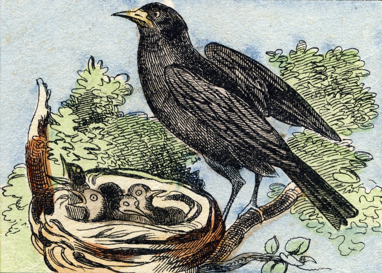 Merle. Indgravering i "Buffon Alphabet des Oiseaux n 2". 3. Serie N 2. Billeddannelse af Epinal, Epinal, slutningen af det 19. århundrede. 16 sider. Mål: 28x21 cm af French School