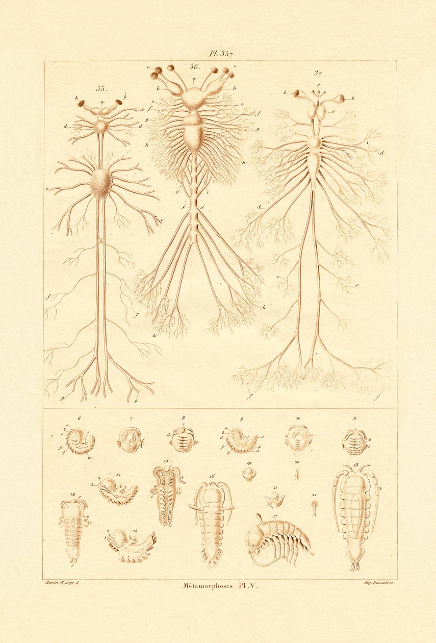 Metamorfose, 1833-39 af French School