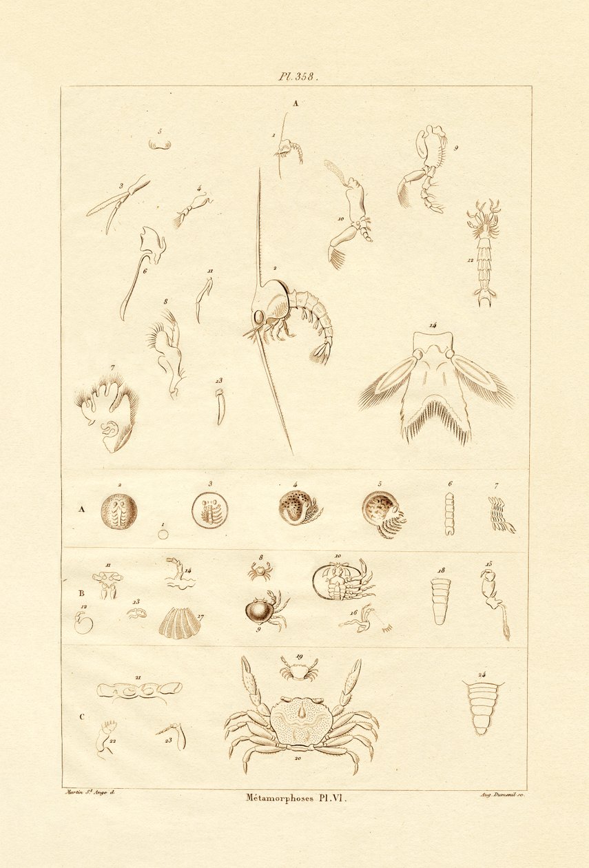 Metamorfose, 1833-39 af French School