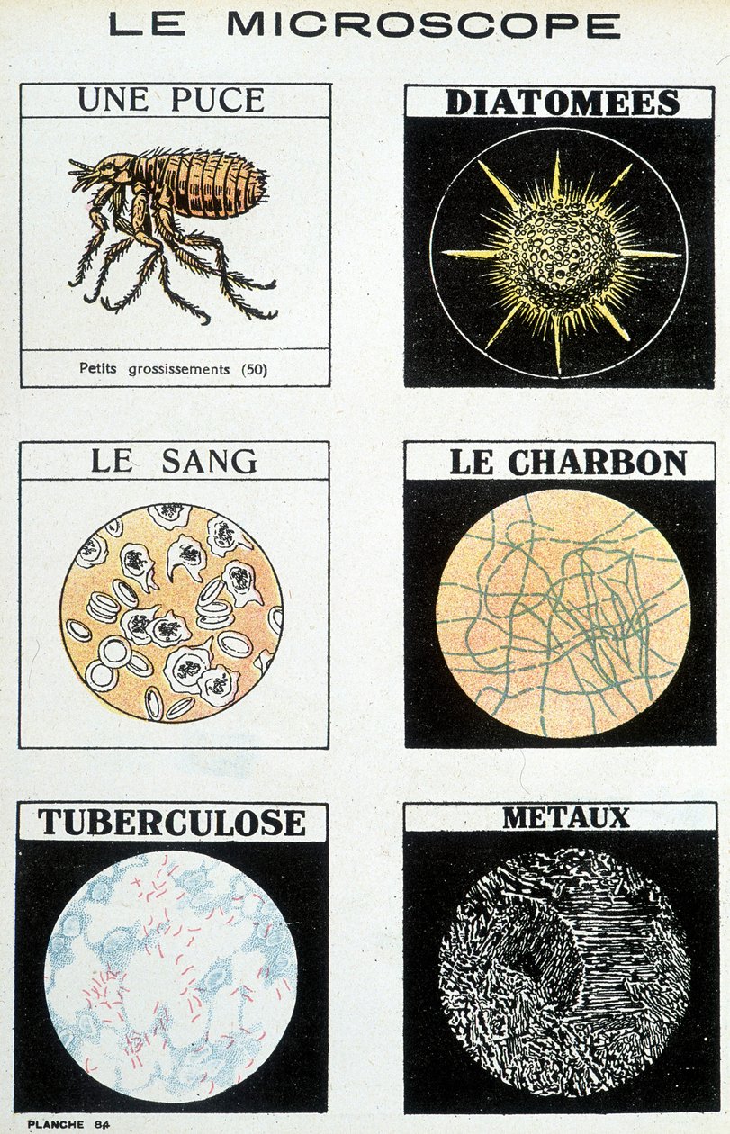 Mikroskoper: en chip, kiselalger, blod, kul, tuberkulose, metaller. af French School