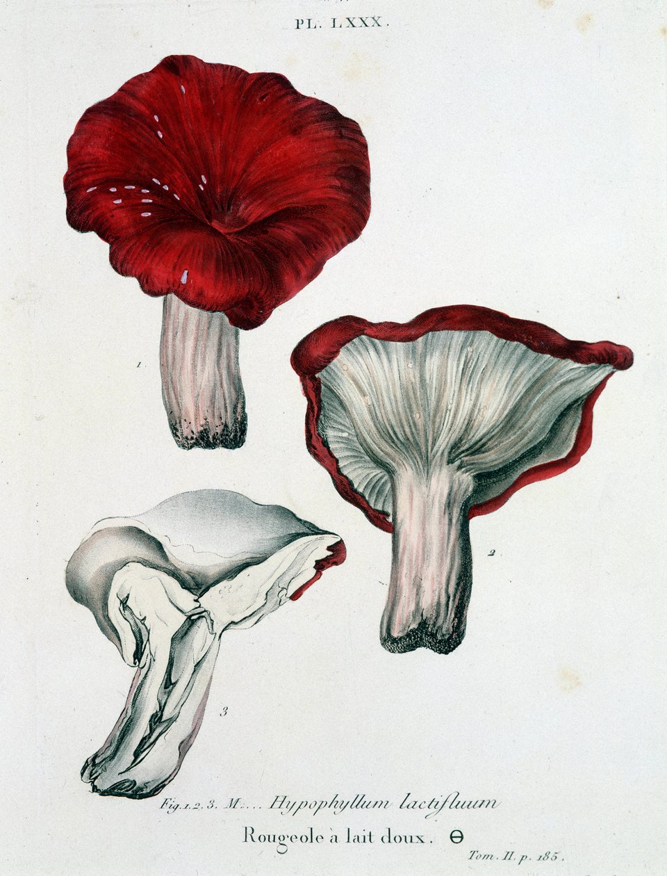 Mælkemæslinger - i "Treatise des champignons"" af Jean Jacques Paulet, slutningen af det 18. århundrede af French School