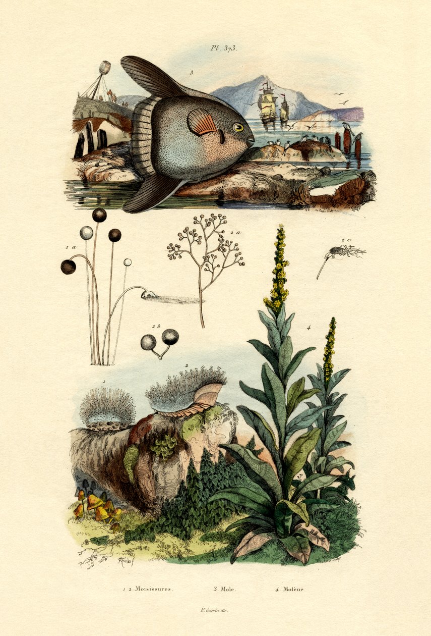 Skimmelsvamp, 1833-39 af French School