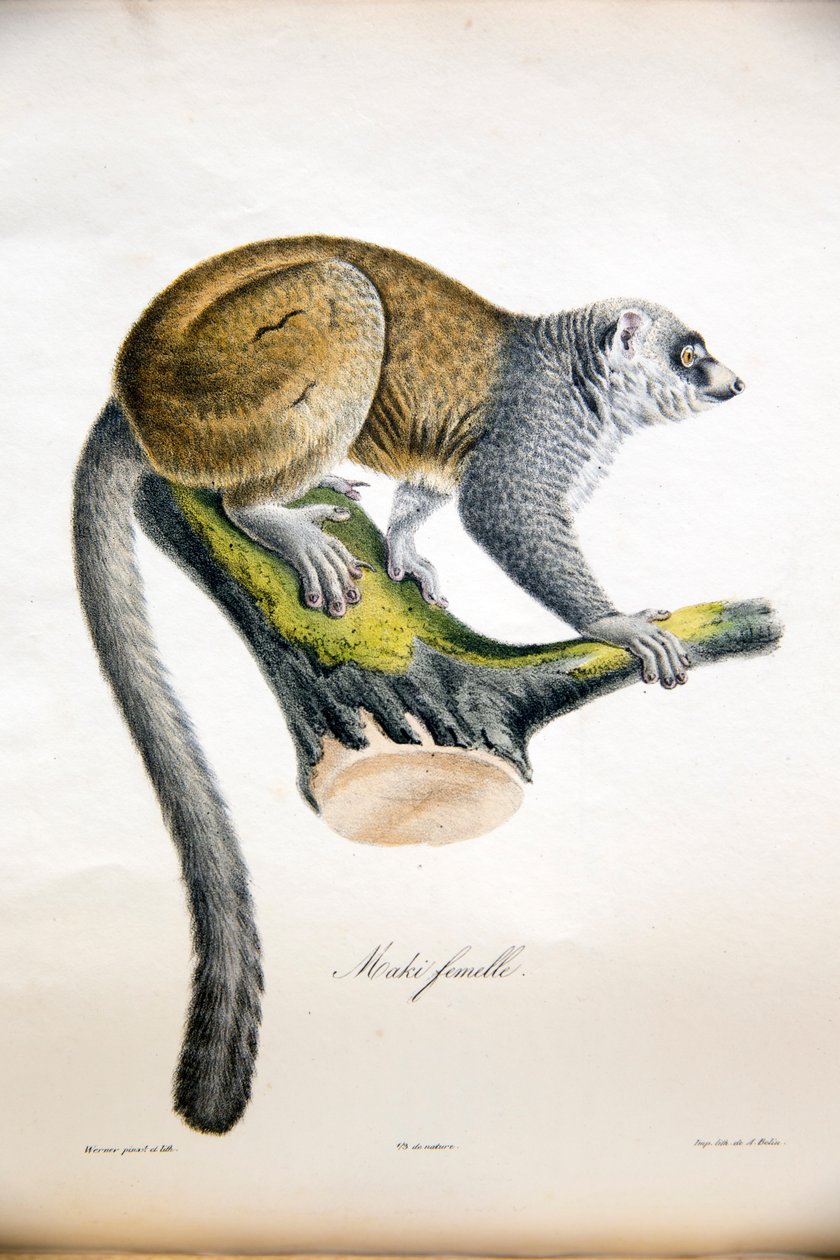 Mongoose lemur, fra Natural History of Pattedyr, med originale figurer, af Étienne Geoffroy Saint-Hilaire & Frédéric Cuvier, 1824-42 af French School