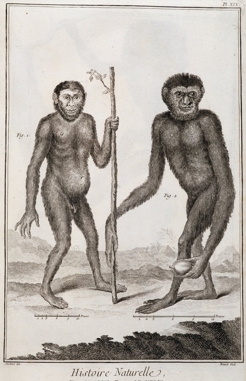 Aberne Jocko og Gibbon af French School