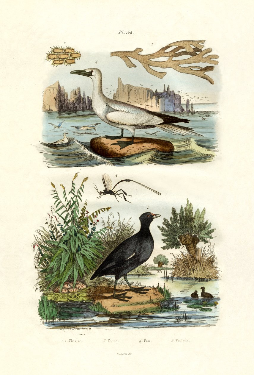 Mosedyr, 1833-39 af French School