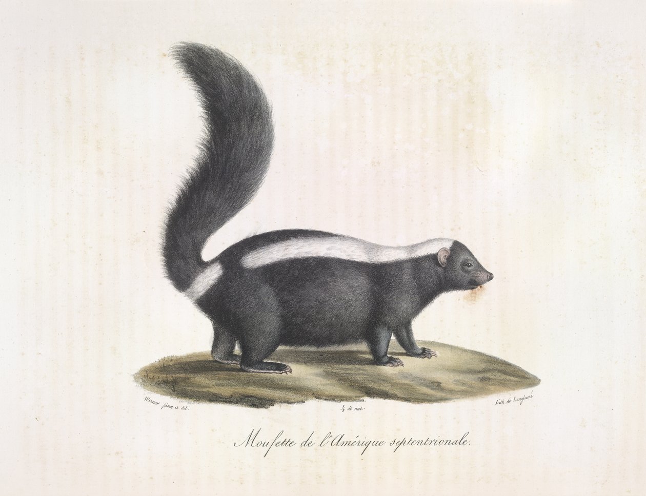 Stinkdyr. Skunk, fra Natural History of Mammals (farve litho) af French School