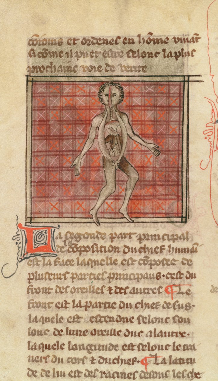 Ms 2030 fol.17 Anatomisk figur, fra La Chirurgie de Maitre Henri de Mondeville af French School