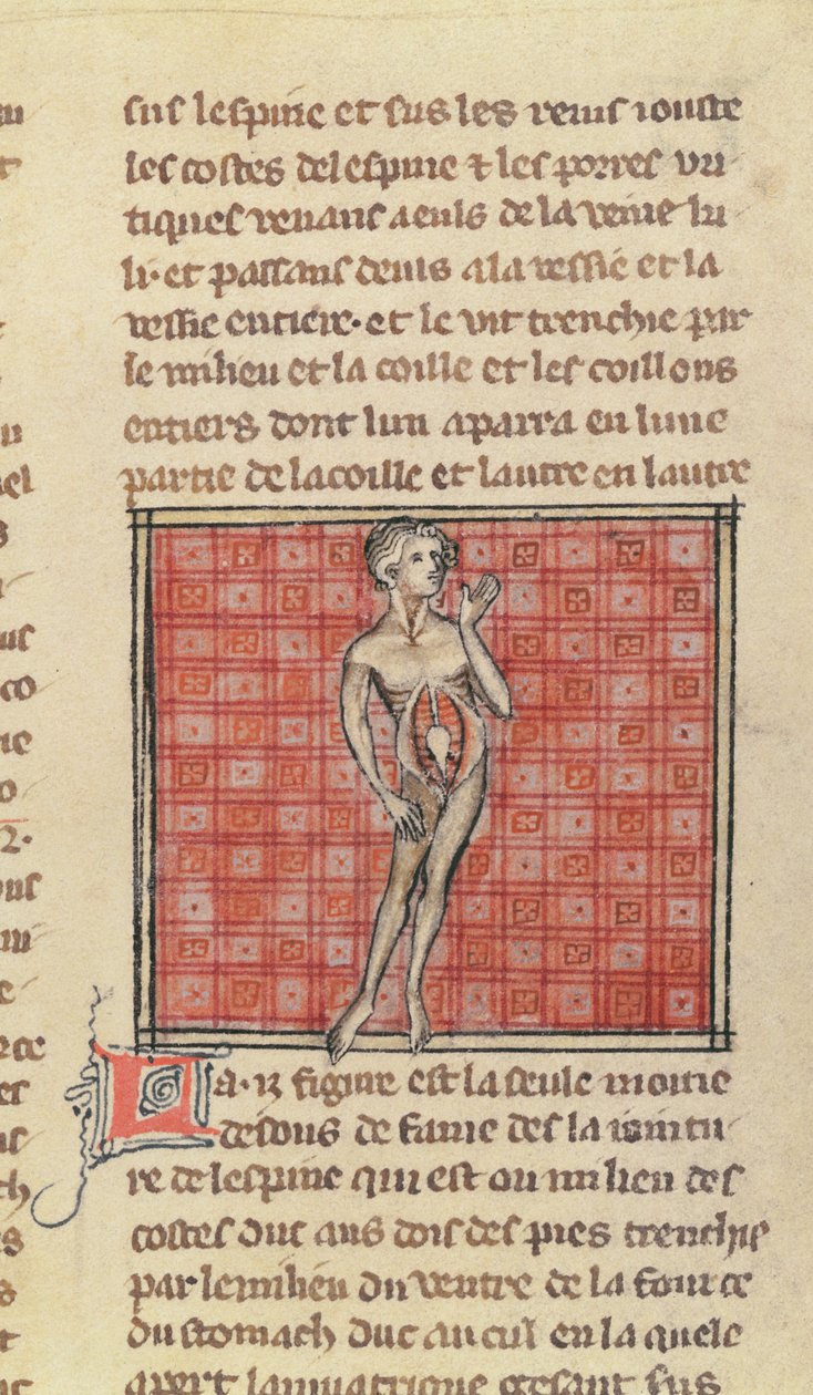 Ms 2030 fol.29 Anatomisk figur, fra The Surgery of Maitre Henri de Mondeville af French School