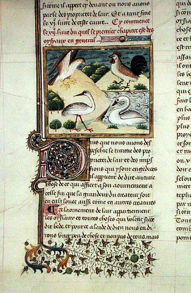 Ms 399 The Properties of Birds, fra Livre des Proprietes des Choses af Barthelemy l Anglais af French School