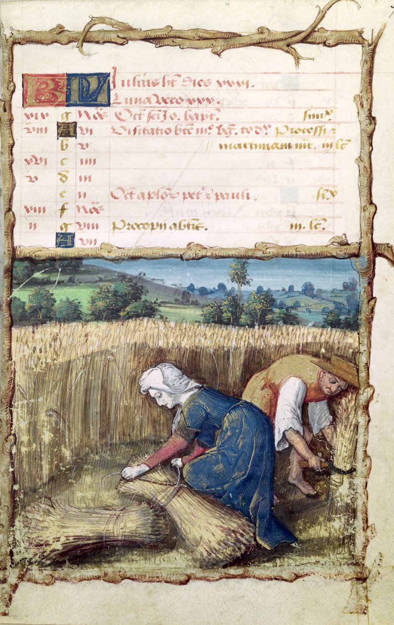 Ms 438 Juli måned: høst og høst af hvede, fra en timebog, 1490 af French School