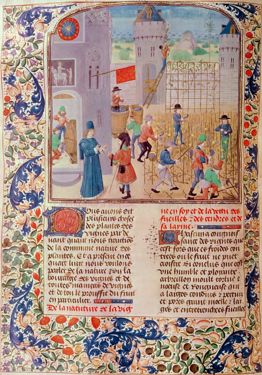 Ms 5064 fol.68v Working in the Vineyard, fra Livre des Prouffitz Champestres af Pietro de Crescenzi (1230-1321) af French School
