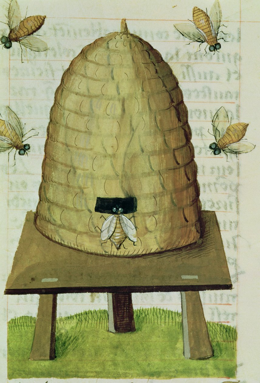 Ms 59 fol.111r Bikube og bier, fra Grand Herbier af French School