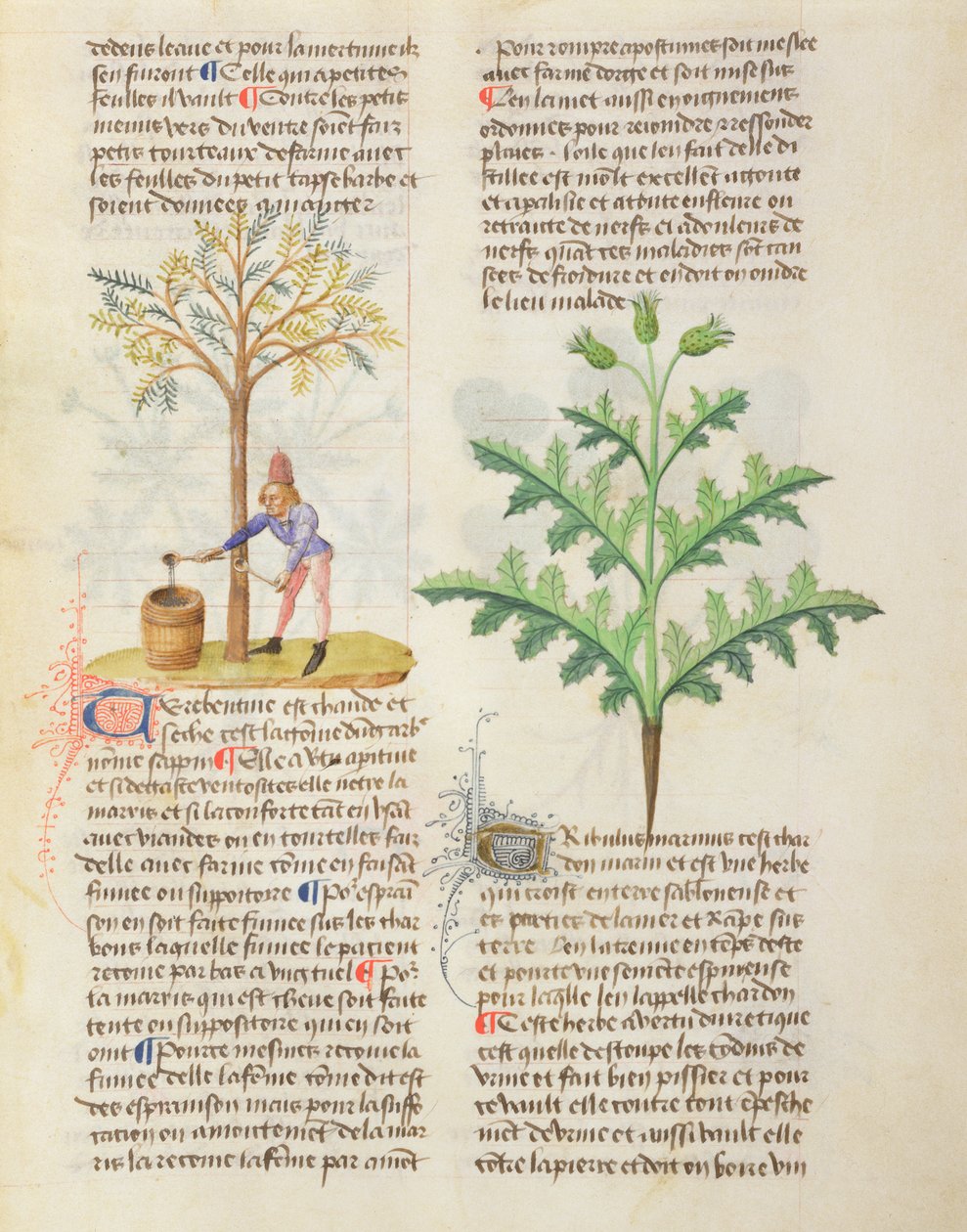 Frk. On Different Herbs af Dioscorides, fol.165r Tapping Terpentine af French School