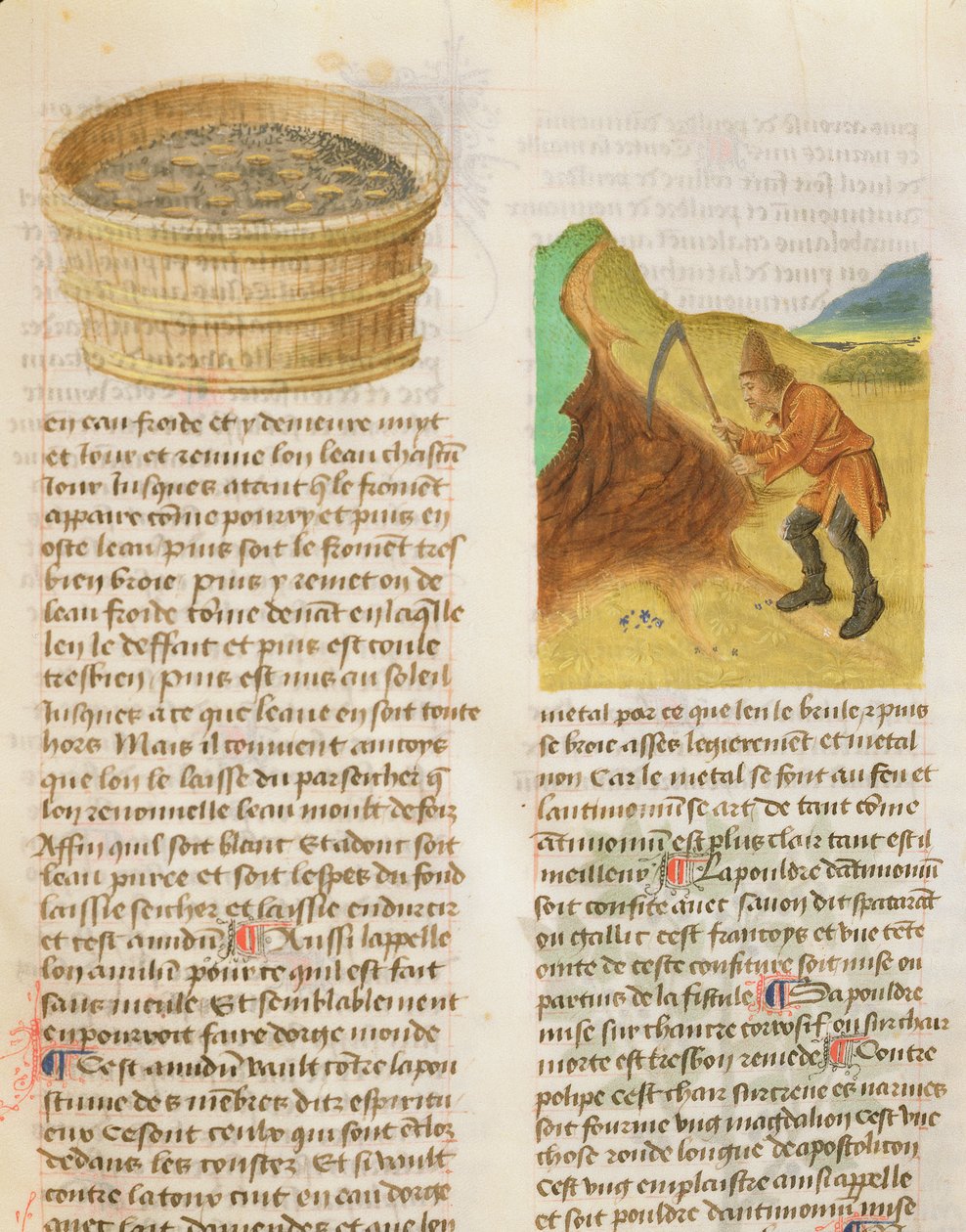 Ms. De Diversis Herbis af Dioscorides, fol.8r Frø i en balje og søgning efter ensianknolde af French School
