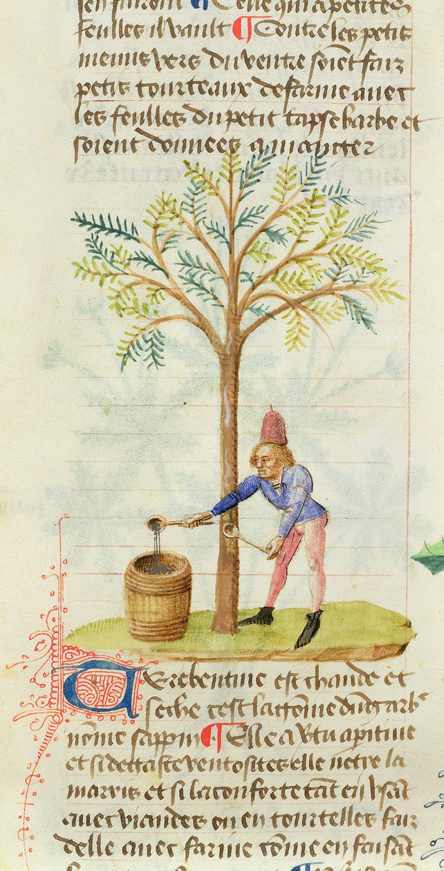 Ms Est 28 M.5.9 fol.165r Samler terpentin, fra Grand Herbier af Pedanius Dioscorides (ca. 40-90 e.Kr.) af French School